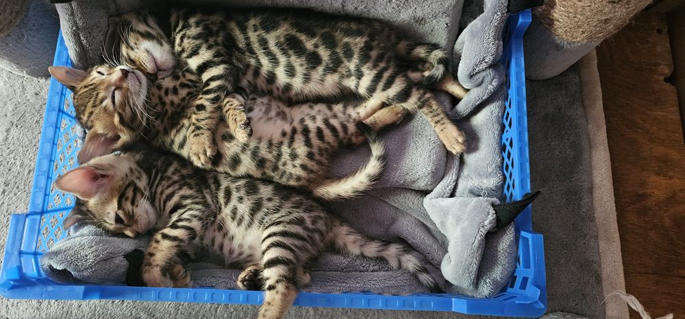 Продам Бенгальских котят (бенгалы)