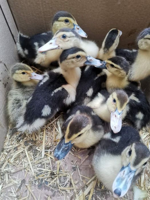 Фазани, токачета, качулати юрдечета