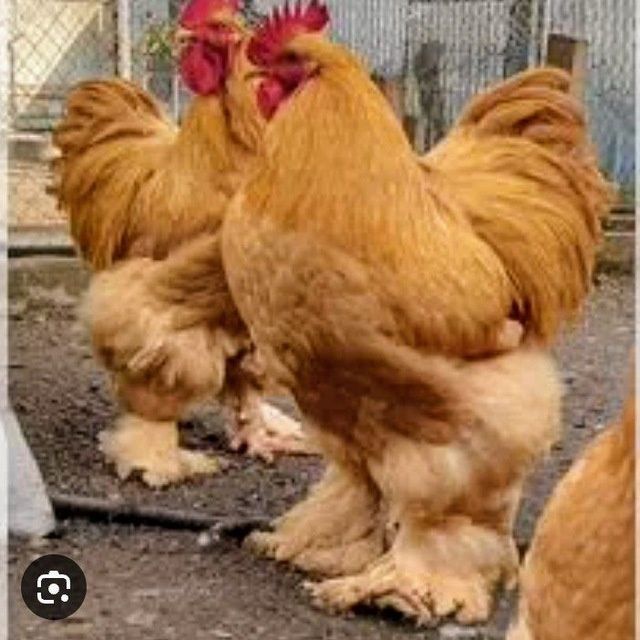 Акция и скидка Брама (Турция)