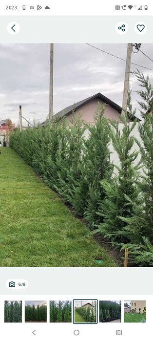 Leylandii Ornamentali - Diverse Dimensiuni | Transport Inclus