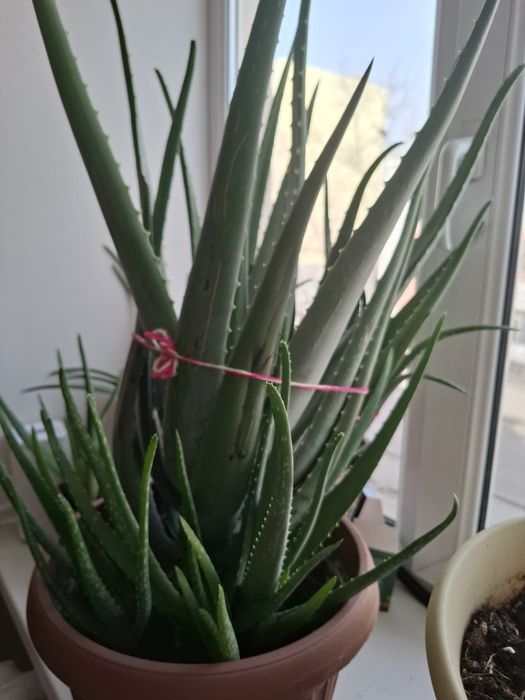 Алоэ, лечебный ,