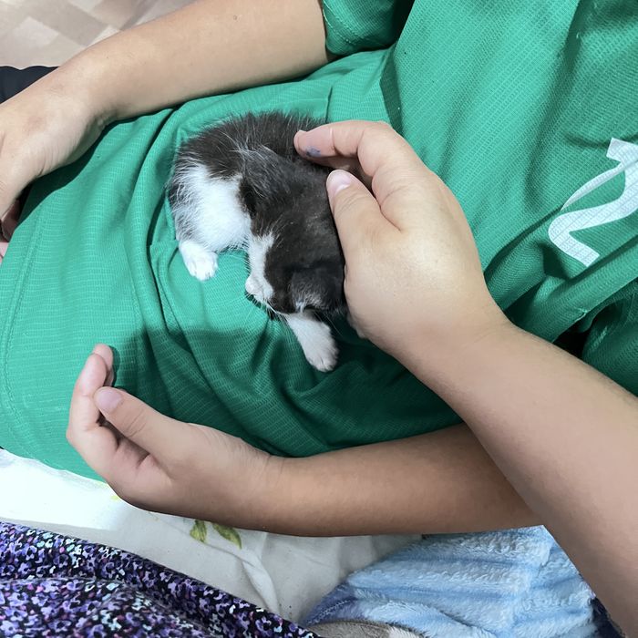 Отдам котят в добрые руки