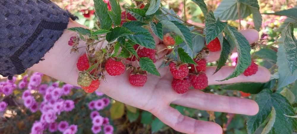 Малина сортов Шапка Монамах и Зюгана