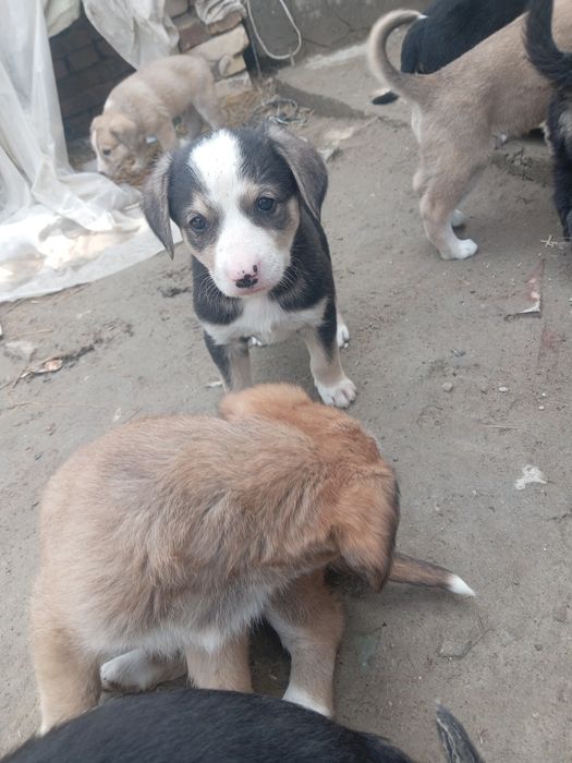 Акилли кучукчалар