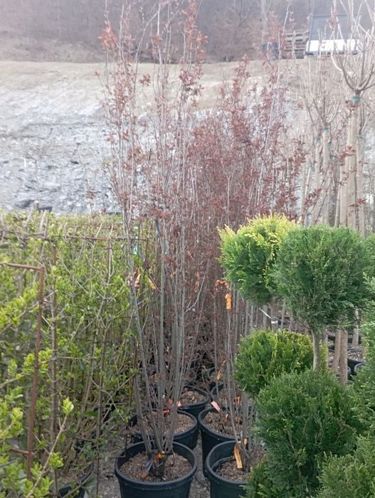 Vindem plante ornamentale doriți să aveți o grădină frumoasă de primă