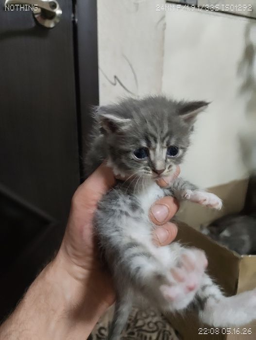 Котята очаровашки