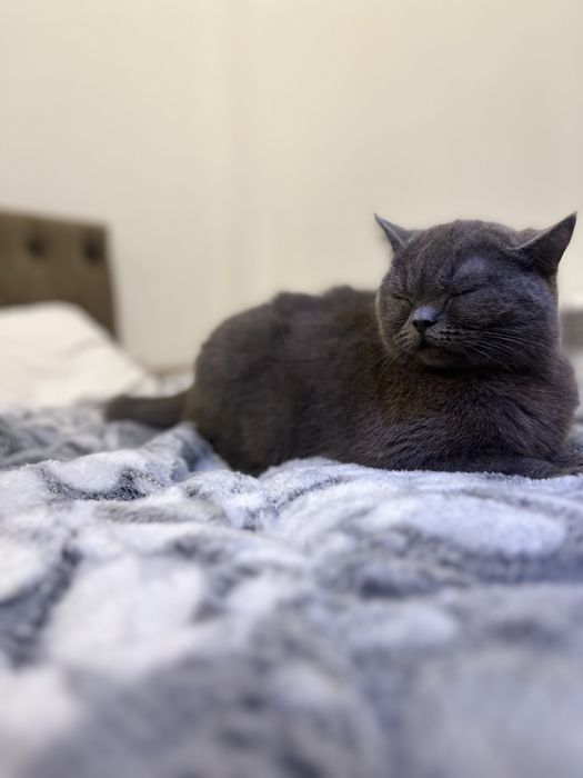 Britanskiy mushula tozza zotli kelishiladi