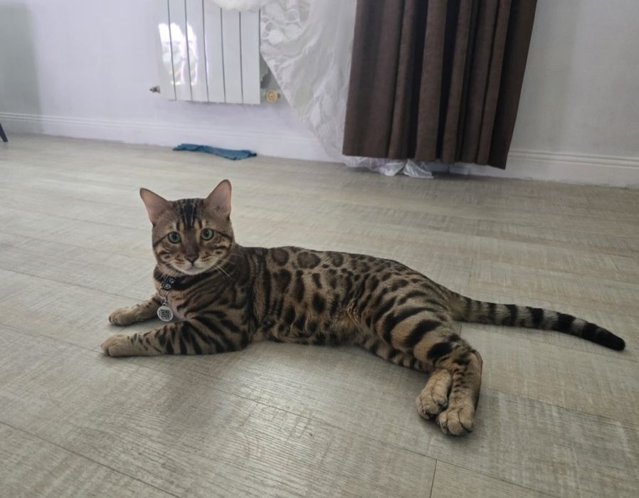 Бенгальские  котята, бенгал
