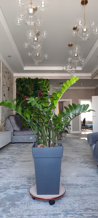 Доллар комнатный