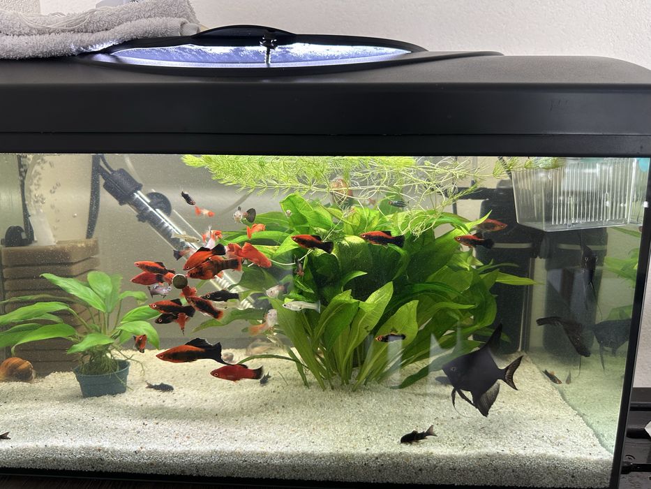 Acvariu complet echipat