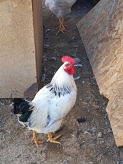 Продам молодых петушков