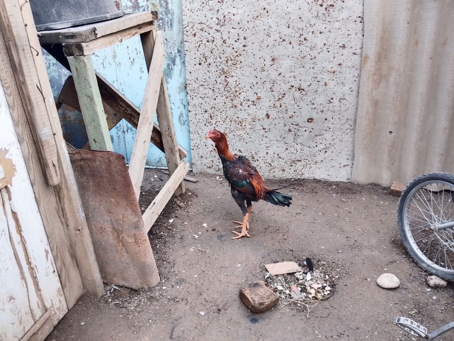 Sotiladi jöja xòroz