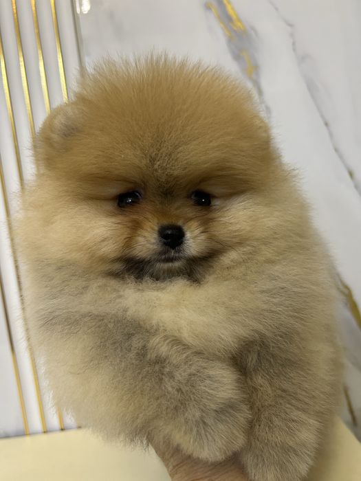 Померанский шпиц