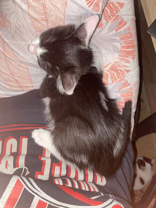 Отдам в добрые руки котёнка