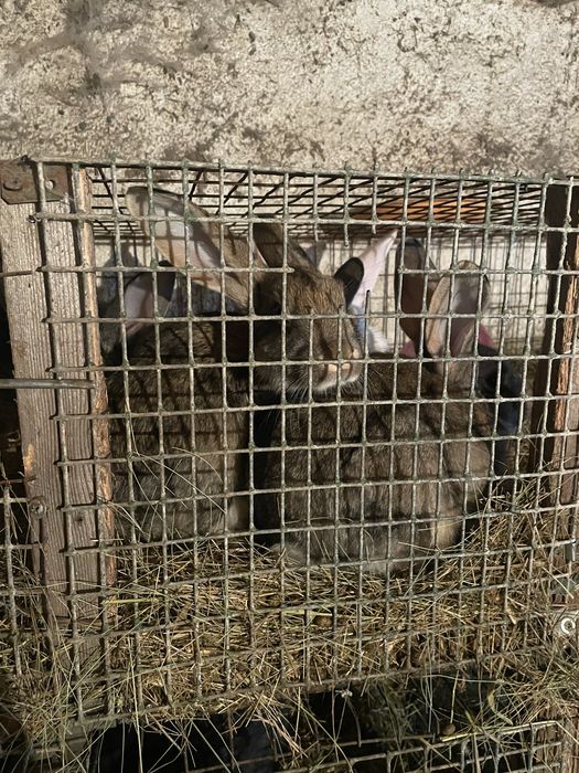 Продам кроликов дешево