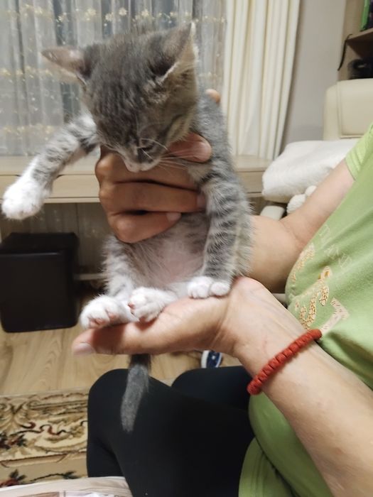 Подарявам котенца