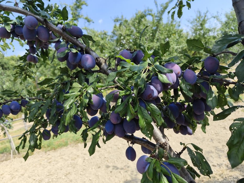 Prune Stanley și Anaa spath