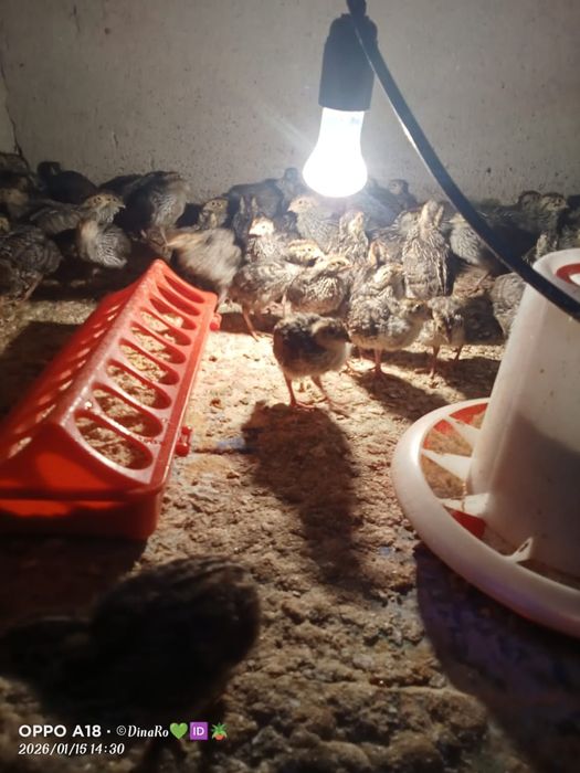 Продается перепелята