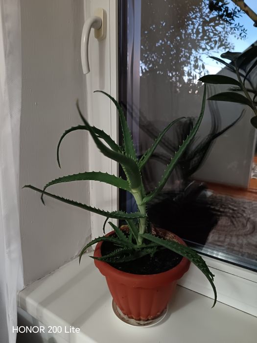 Продам комнатные цветы