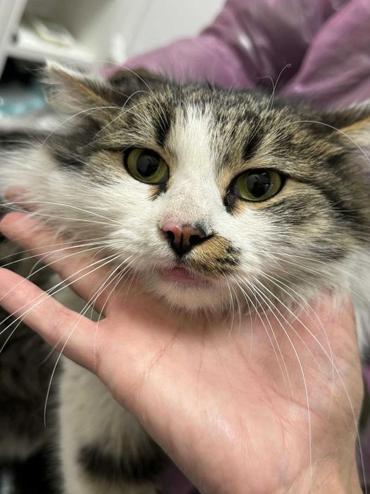 Коте Шишо търси дом