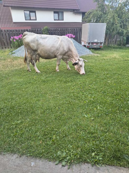 Vaca gestanta de vanzare