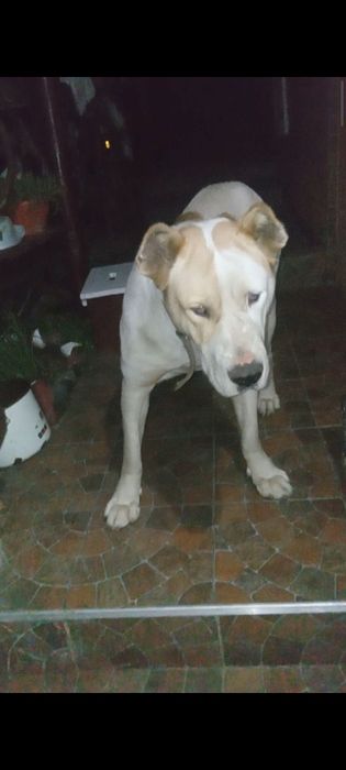 Ciobanesc de asia Centrală