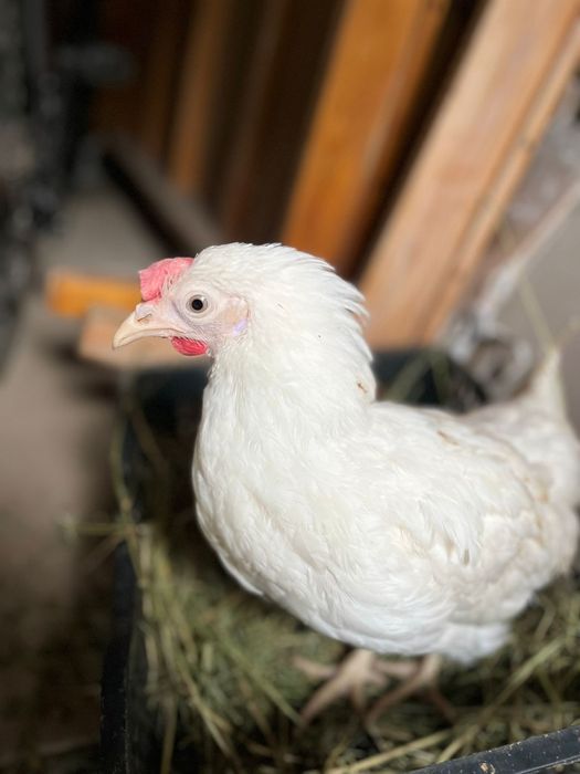 Несушки куры срочно