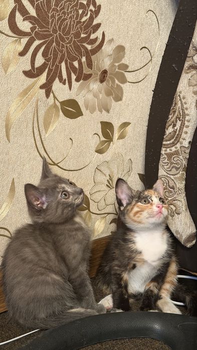 Отдам котят в добрые руки