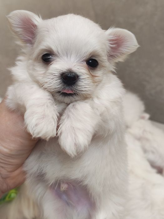 Продам щенко мальтийских болонок