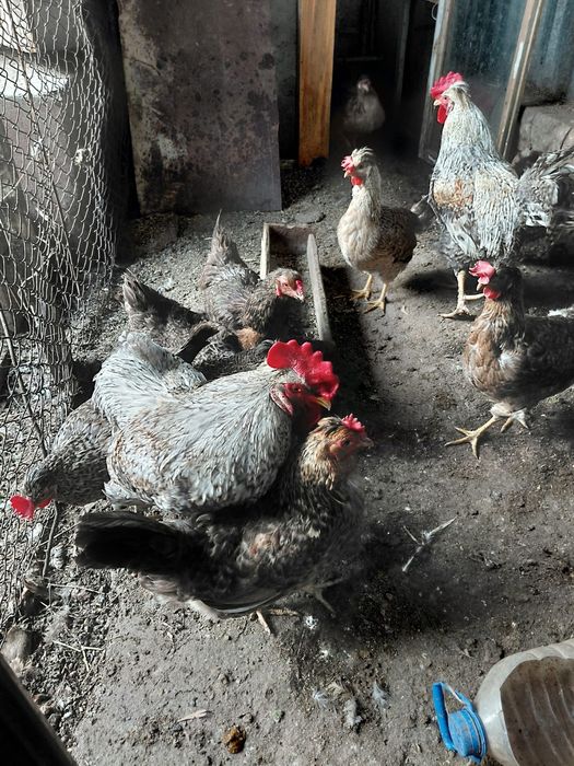 Продам инкубационный яйца легбар