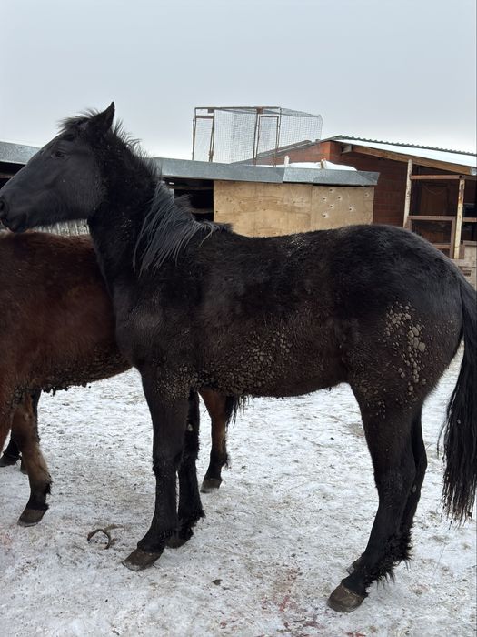 Скотовоз 4.20 с трапом