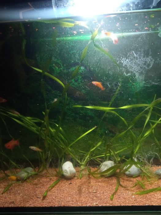 Срочно продам аквариум в полном комплекте