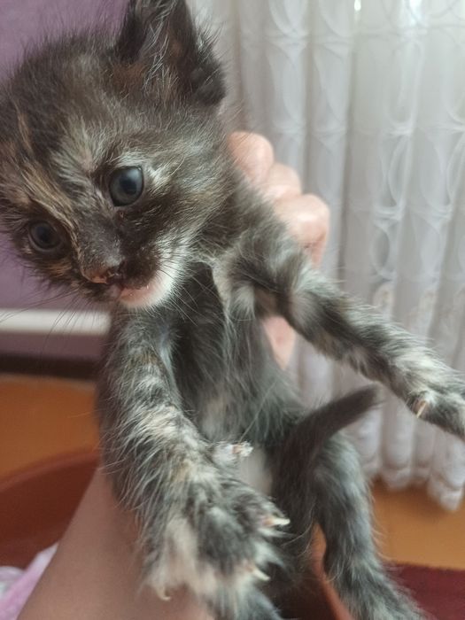 Пышык  анасымен  косып 2баласы бар