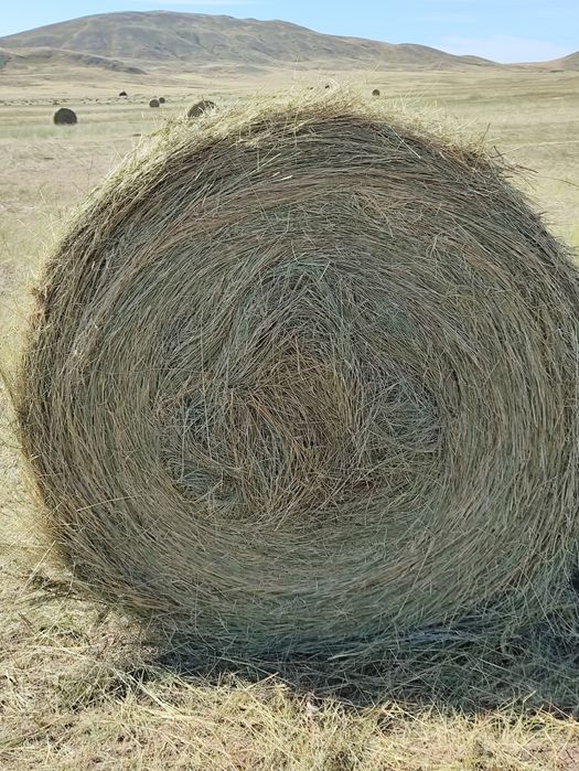 Продается сено в рулонах