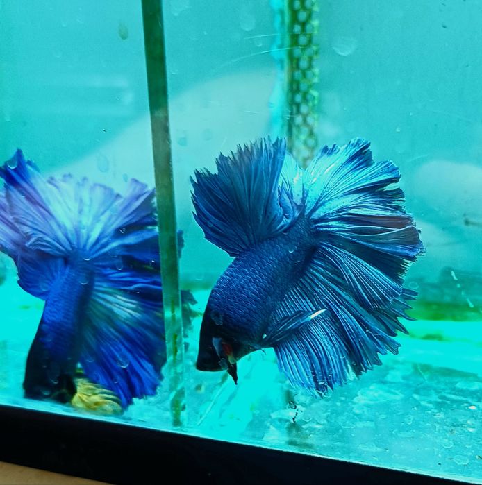 Аквариумные рыбки