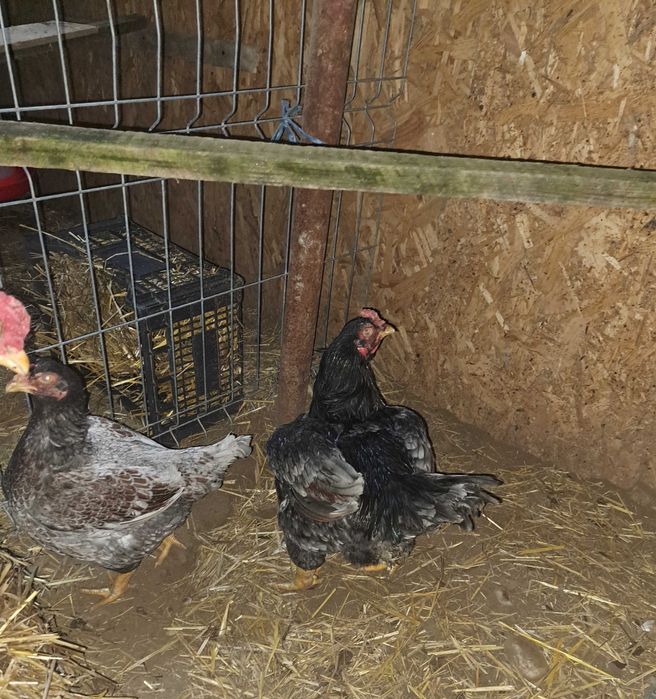 Oua incubator combatant indian urias