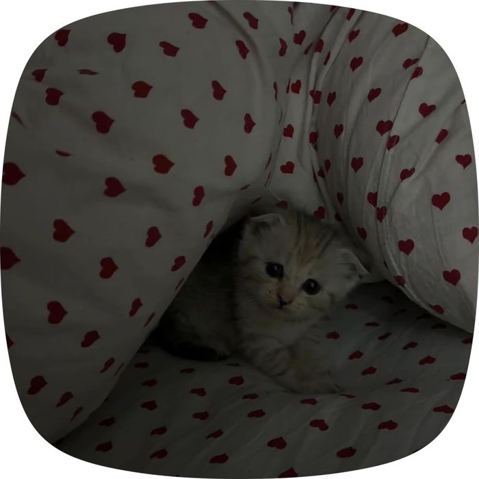 шотландский кошка
