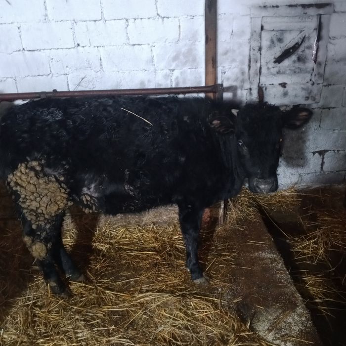 Продам 4 быков и 1телка