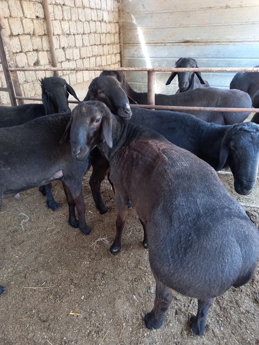 Хисори уйда бокилган койлар