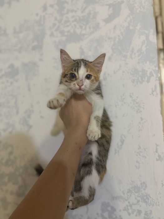 Котята в добрые руки. Ташкент