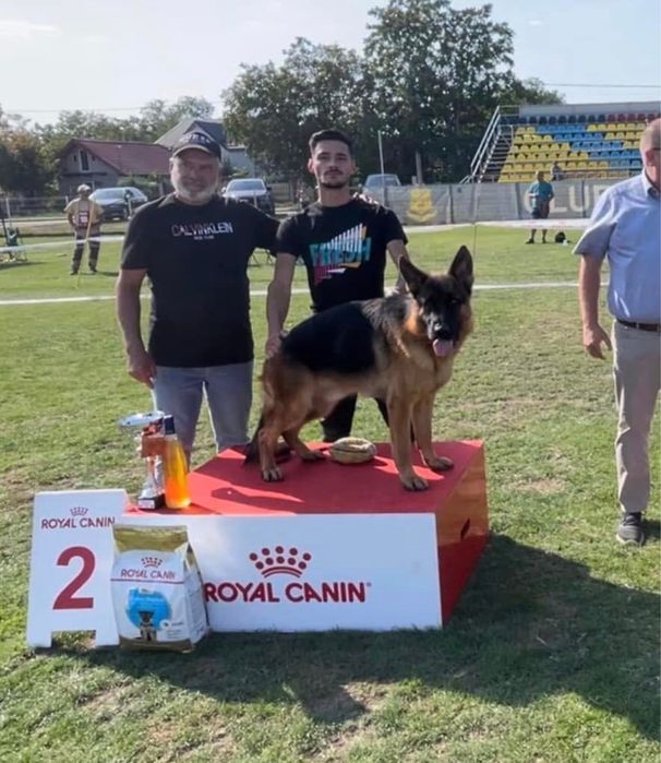 Mascul ciobanesc german