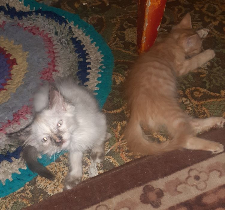 Отдам котят в хорошие руки