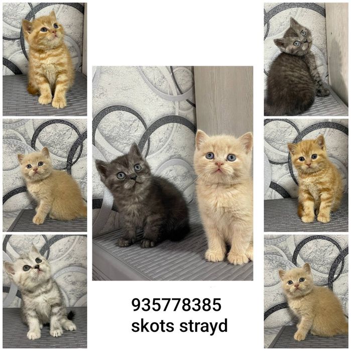 Скоттиш страйд
JINSI :