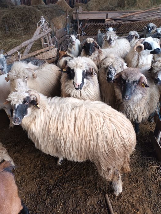 Vând 10 oi de a fata