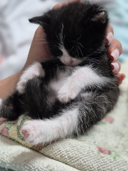 Котёнок  девочка. 1 месяц.
