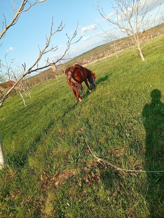 Armasar de monta ponei