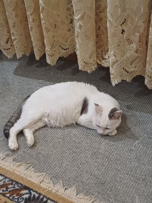 Кошкп Апашка ищет дом