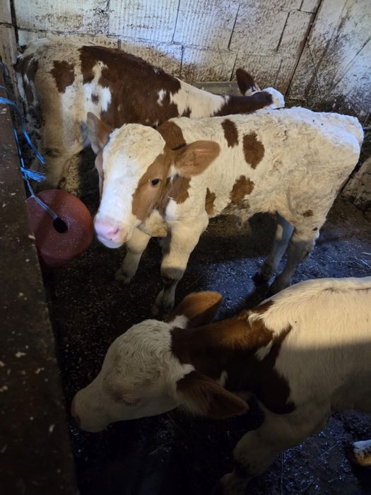 Vând vitei sugari 2/3 saptamani , și o vitea de 3 luni jumatate