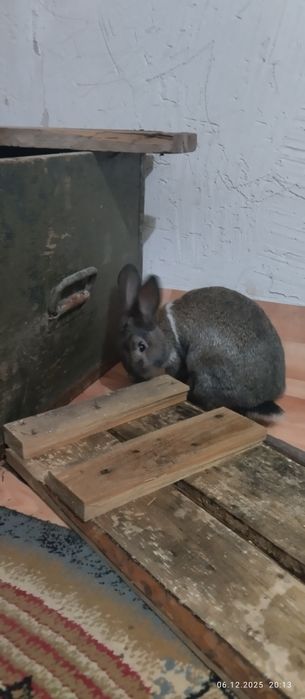 Қоян , мальчик 3,5мес