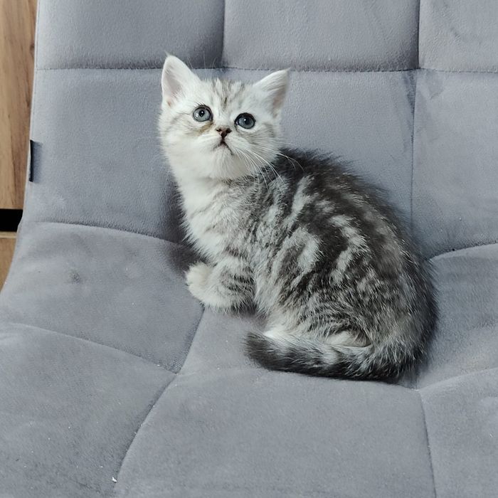Котята разной породы